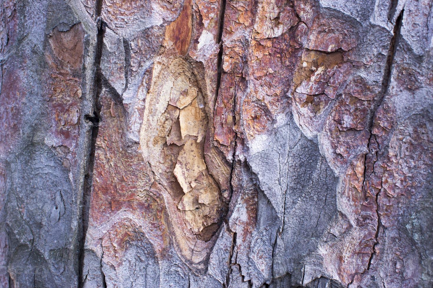 tree brown bark texture with green moss photo