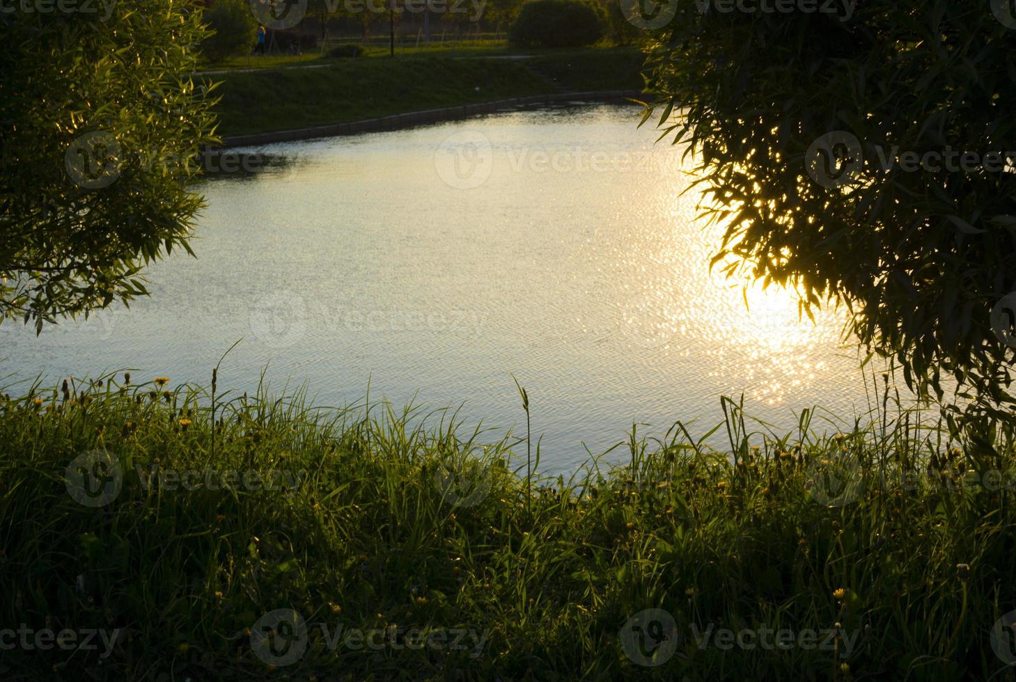 pequeño arroyo entre pinos. carelia, rusia foto