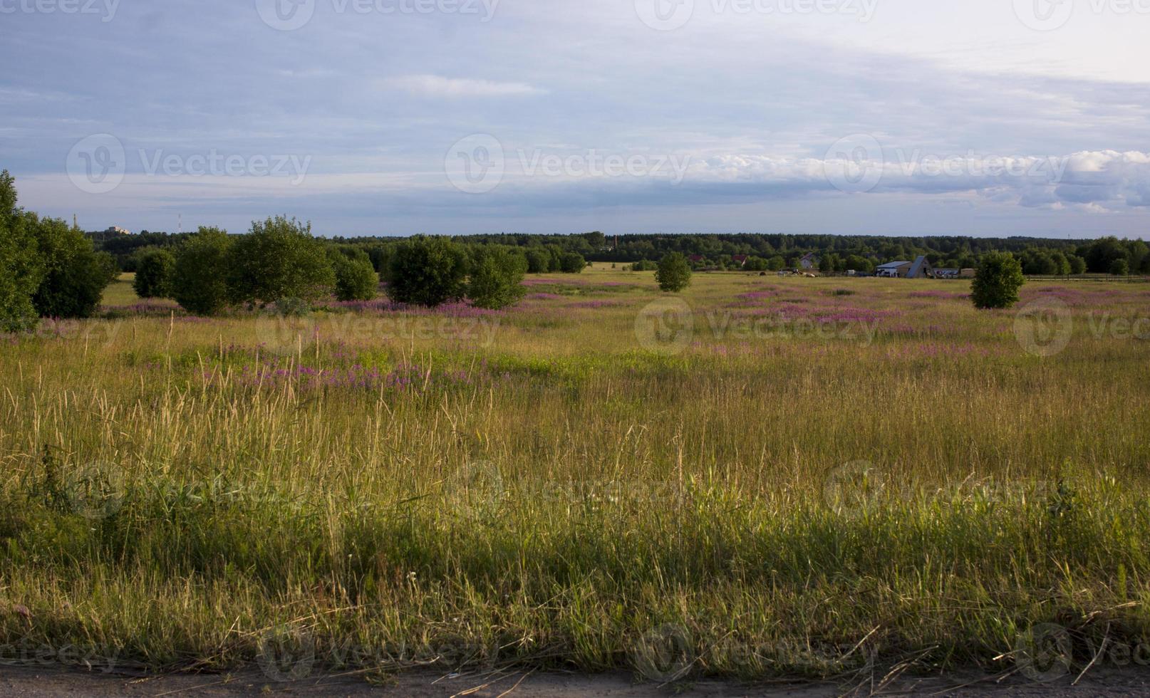 Beautiful landscape of the Russian North in the leningrad region Summer landscape cloudy sky and blooming Ivan-tea in the Leningrad region. photo