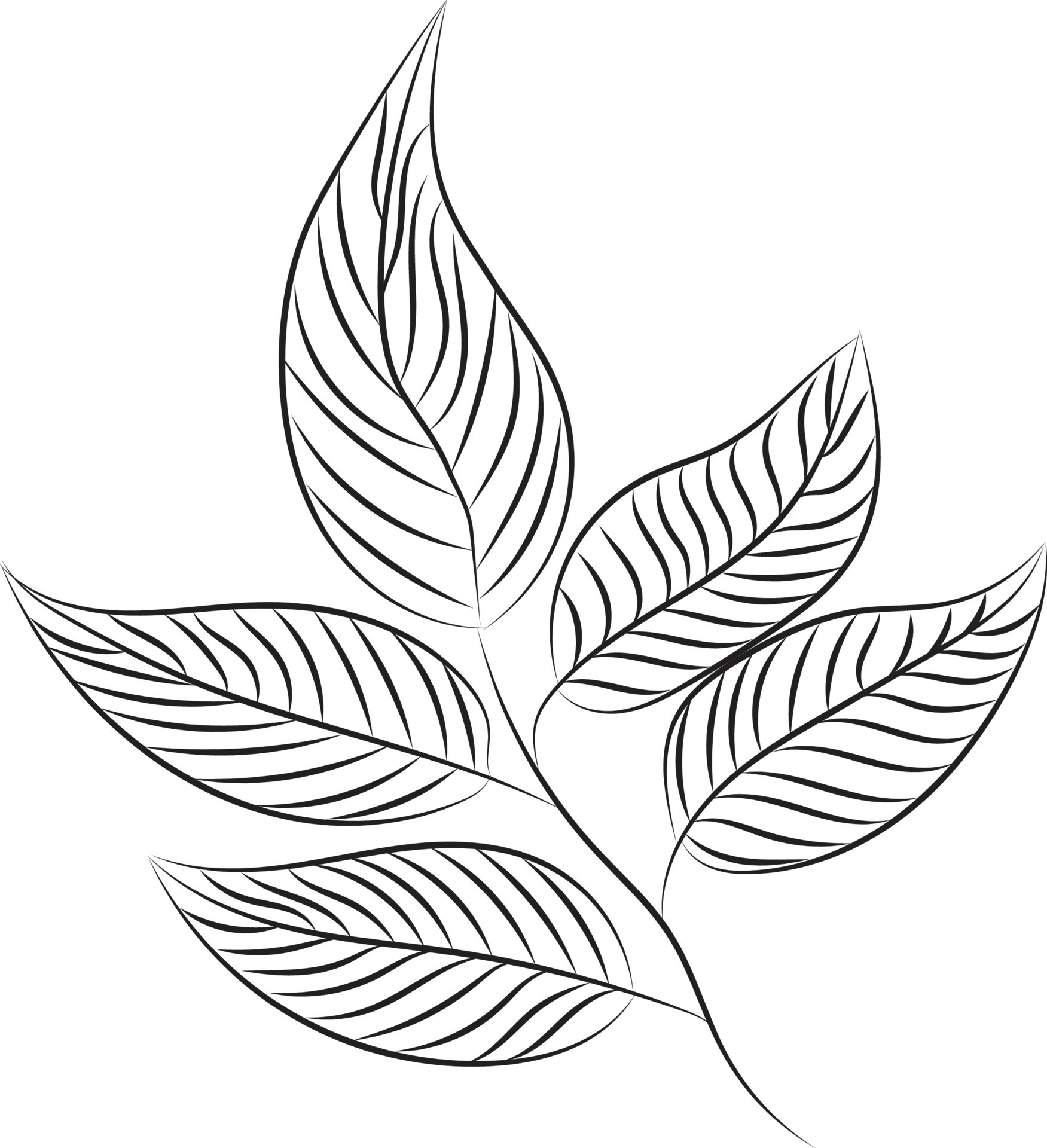 842200 Leaf Drawings Illustrations RoyaltyFree Vector Graphics  Clip  Art  iStock