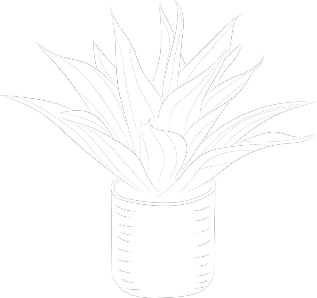 Isolated tree rose flower hand drawing line art with leaves vector