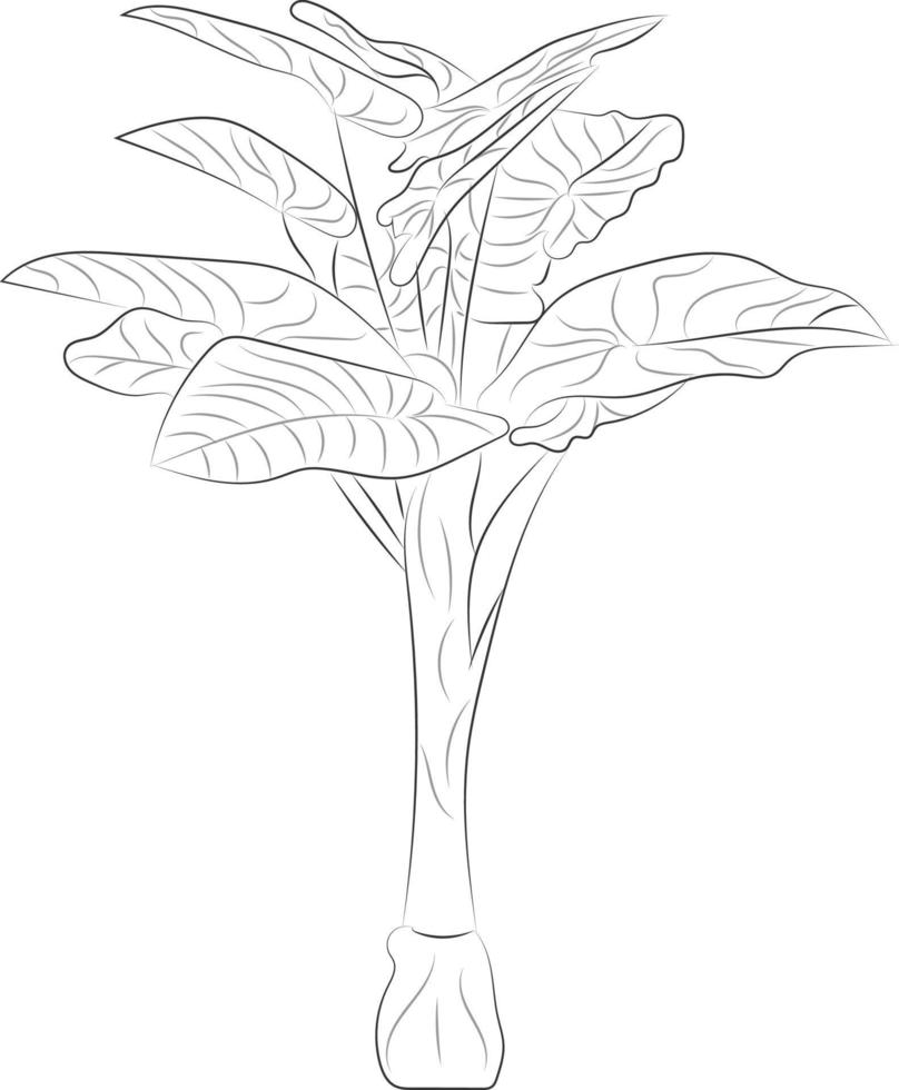 Isolated tree rose flower hand drawing line art with leaves vector