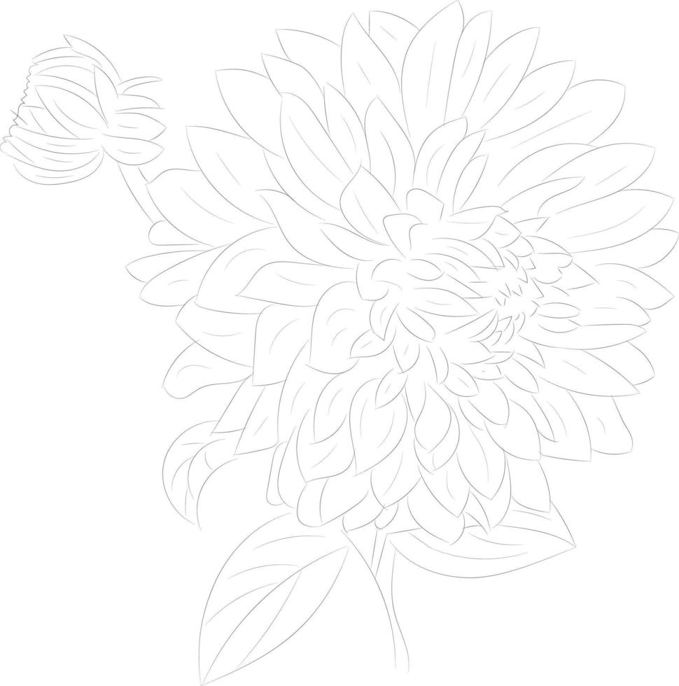 Isolated tree rose flower hand drawing line art with leaves vector