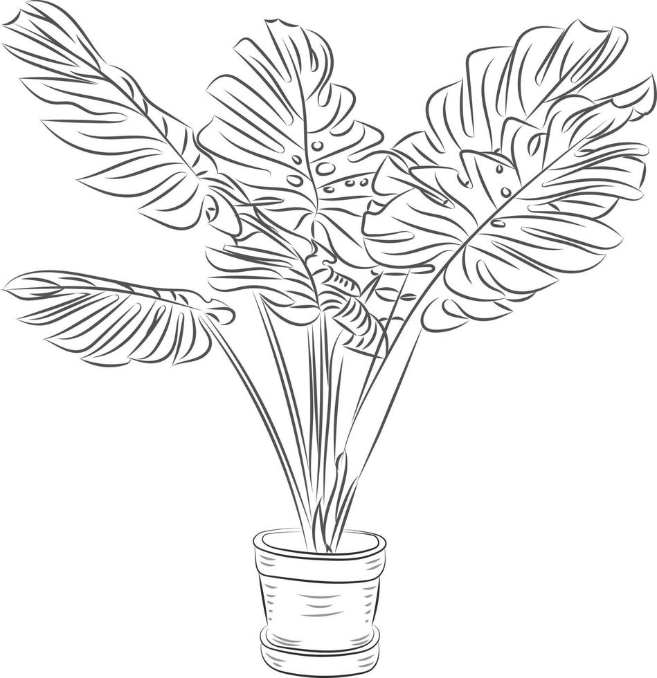 Isolated tree rose flower hand drawing line art with leaves vector