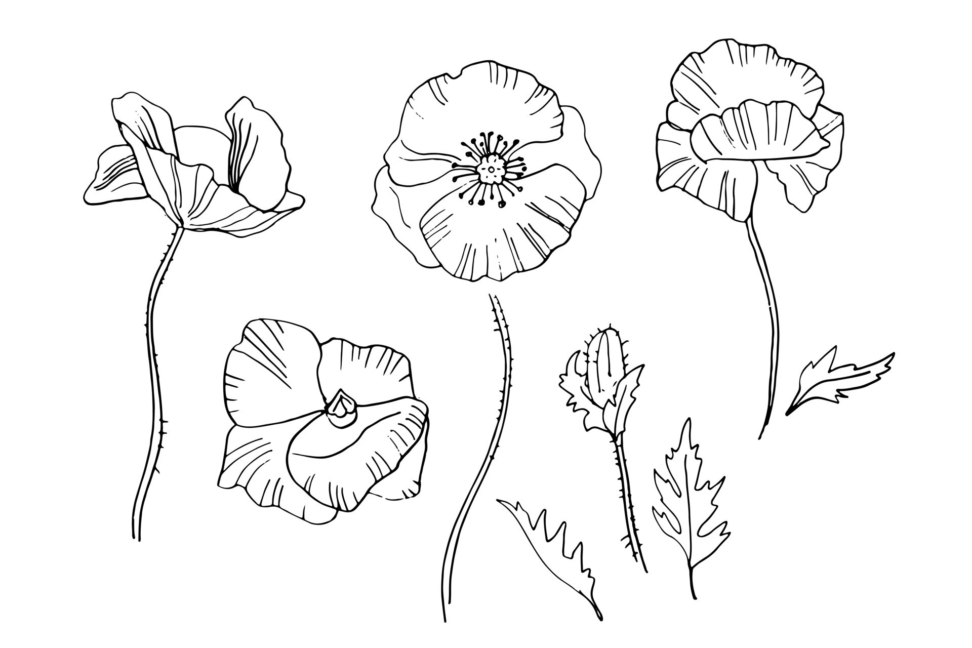 Poppy Drawing Template Poppy Drawing Template