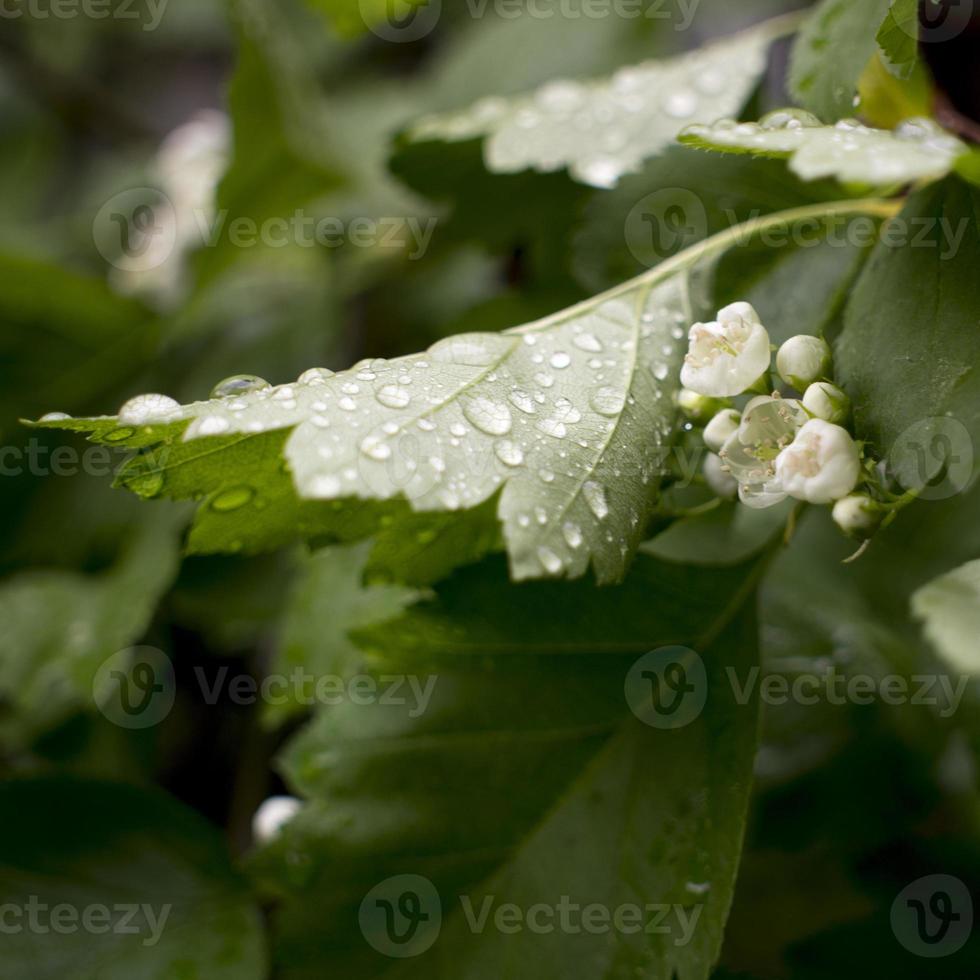 water drops on green natural leave. Ross drops in green grass, bright bokeh. photo