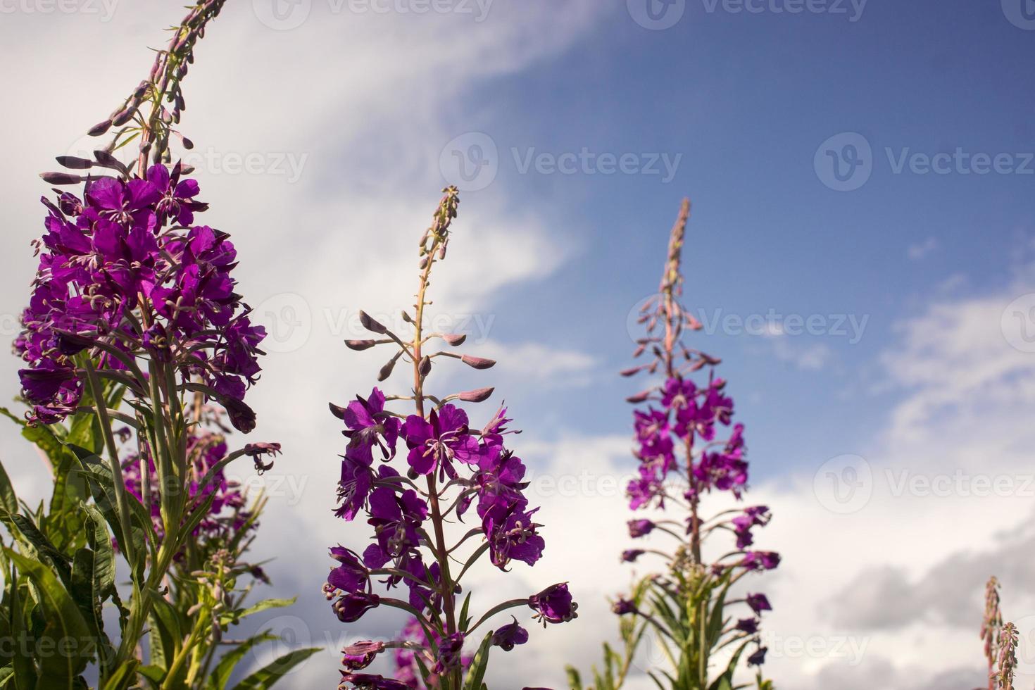 Blooming Willow herb, Ivan tea on blue sky. Willow-herb meadow. willow-herb tea, photo