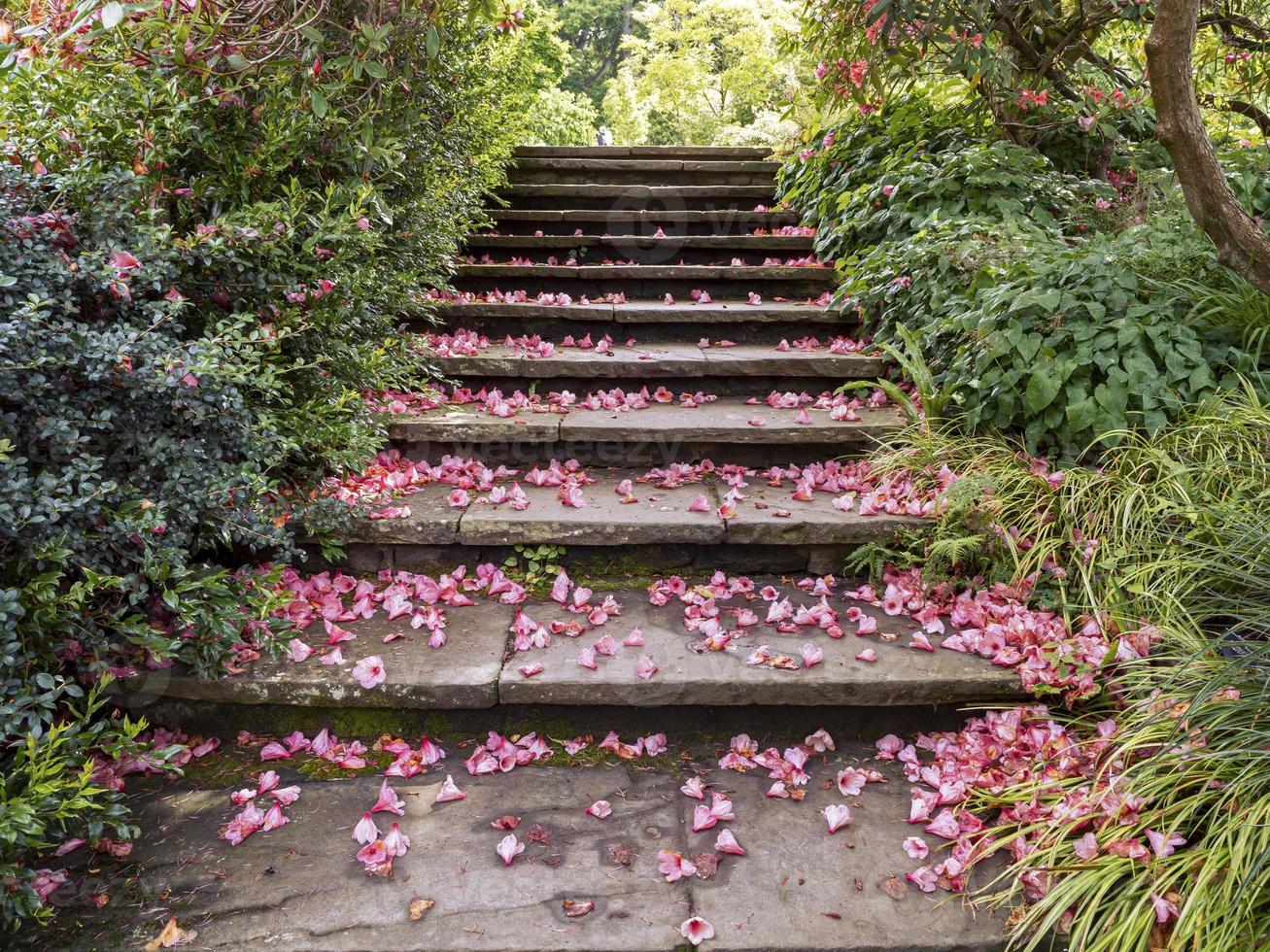 Garden steps covered with pink fallen petals photo