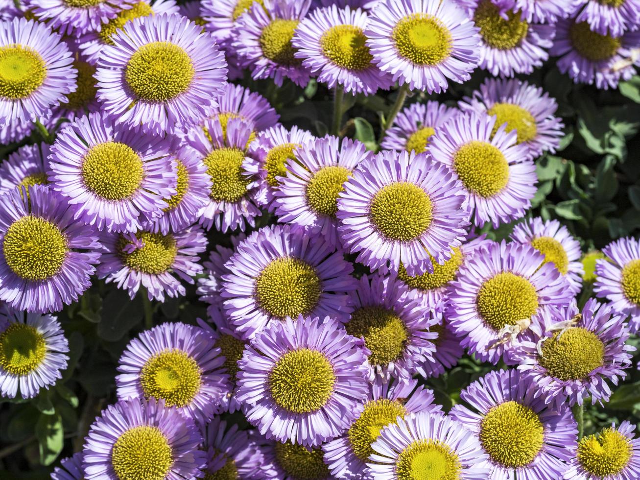 flores de fleabane de montaña olímpica, erigeron flettii, desde arriba foto