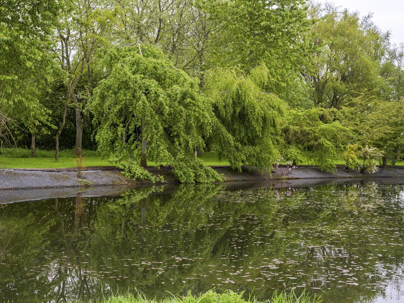 Weeping willow tree reflected in a pond photo