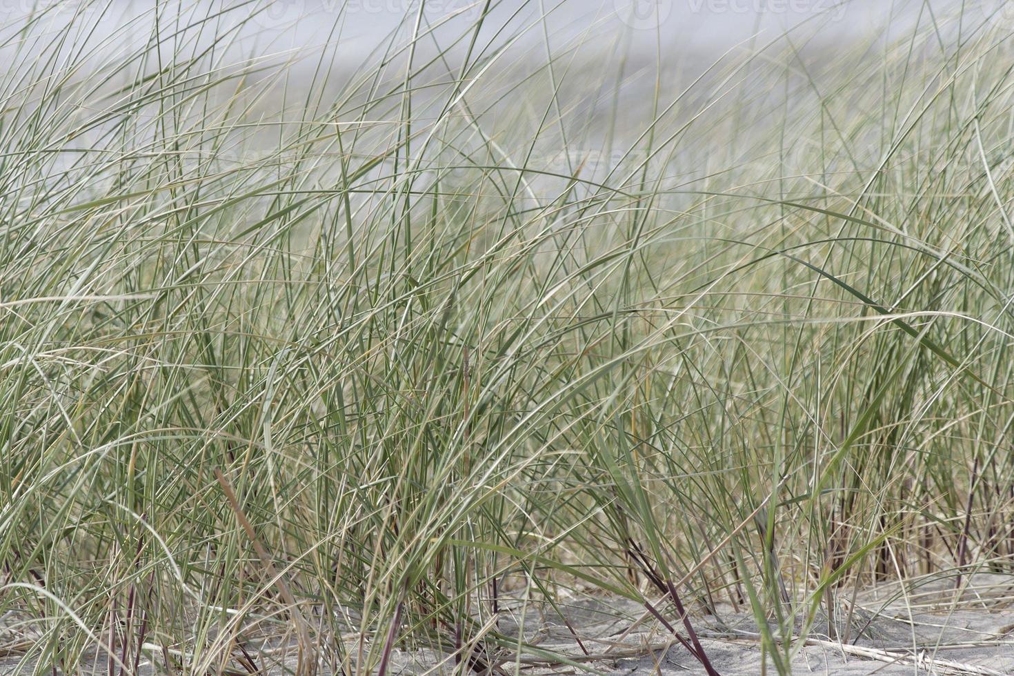 Texel  beach flowers photo