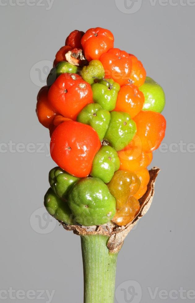 Red and yellow wild fruits close up botanical background arum italicum family araceae high quality big size print photo