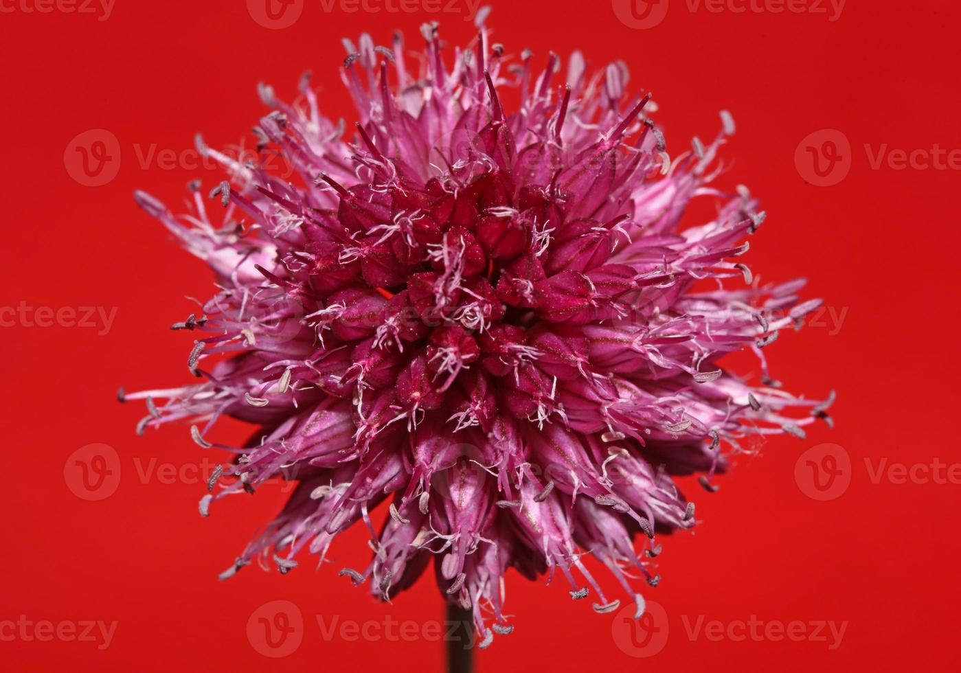 flor primer plano botánico moderno fondo allium acutiflorum familia amaryllidaceae tamaño grande impresión de alta calidad foto