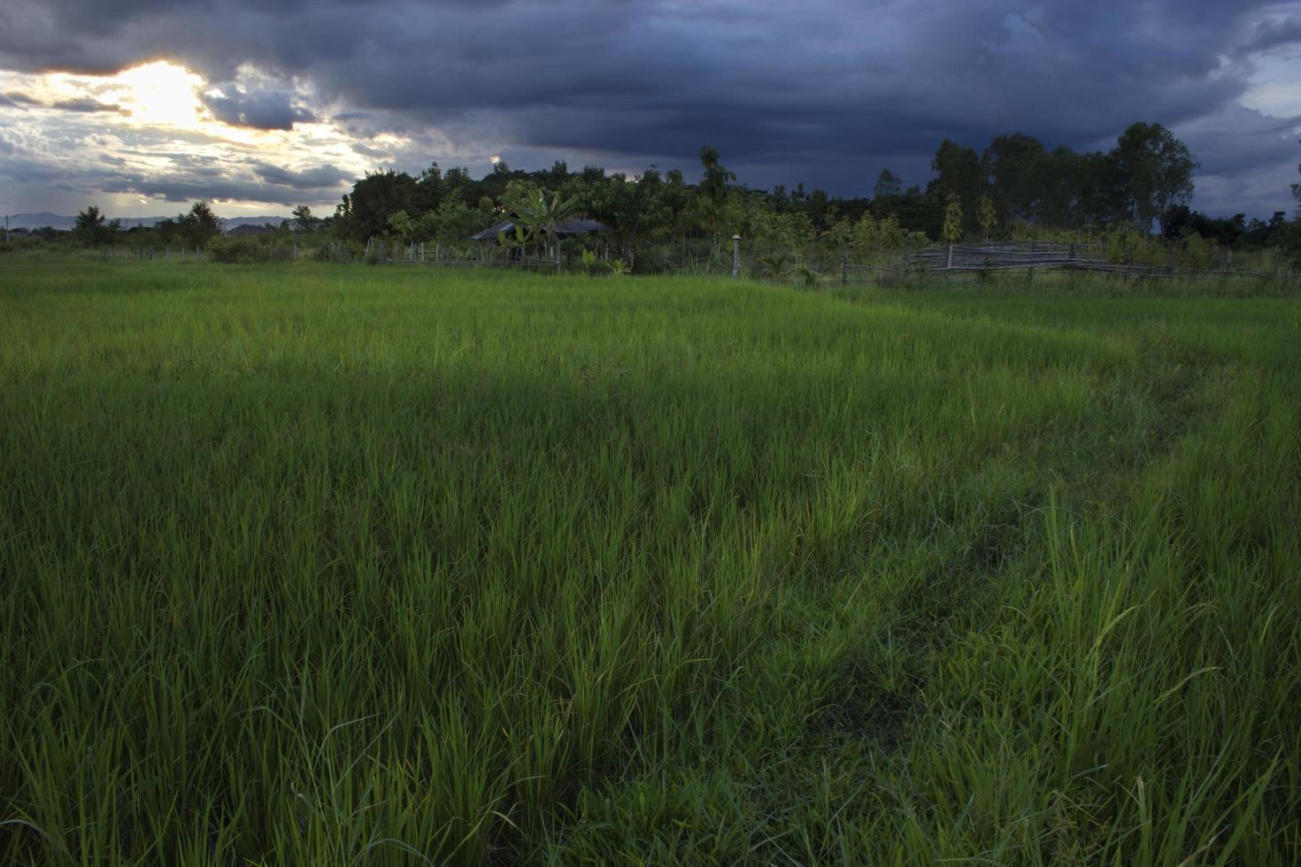 rice fields with sky. photo