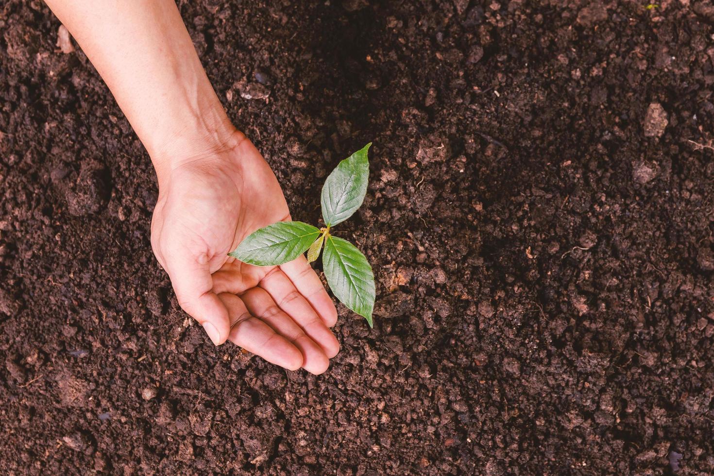A small tree and hands are planting trees tenderly. photo