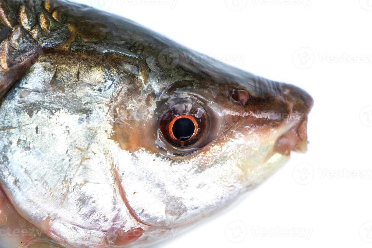 cabeza de pez aislada en blanco foto