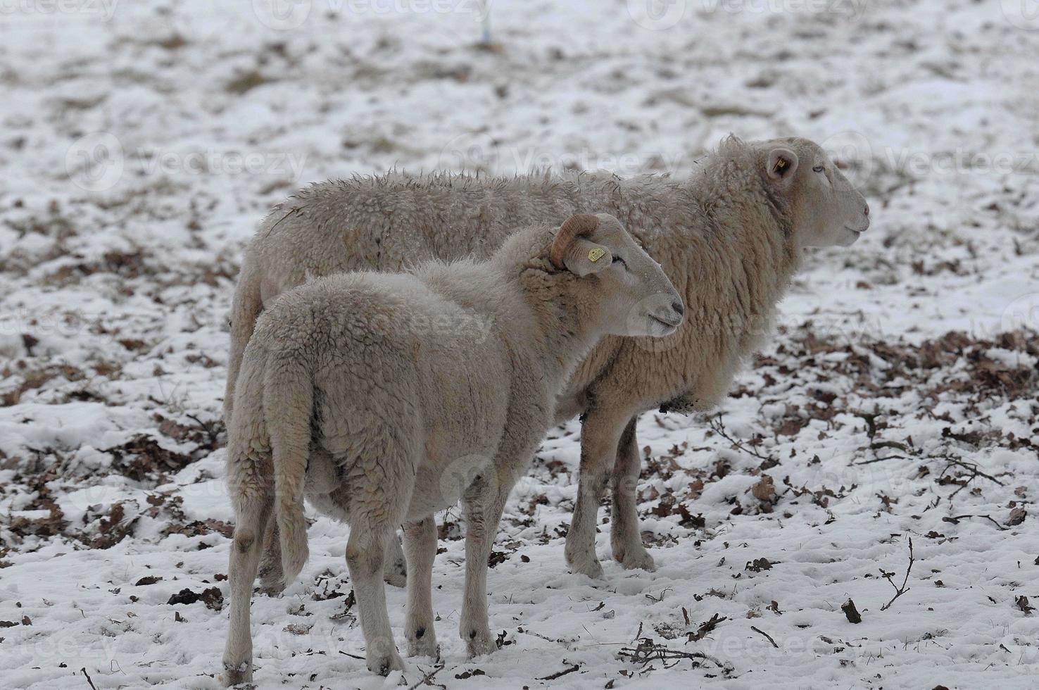 sheeps in the winter photo