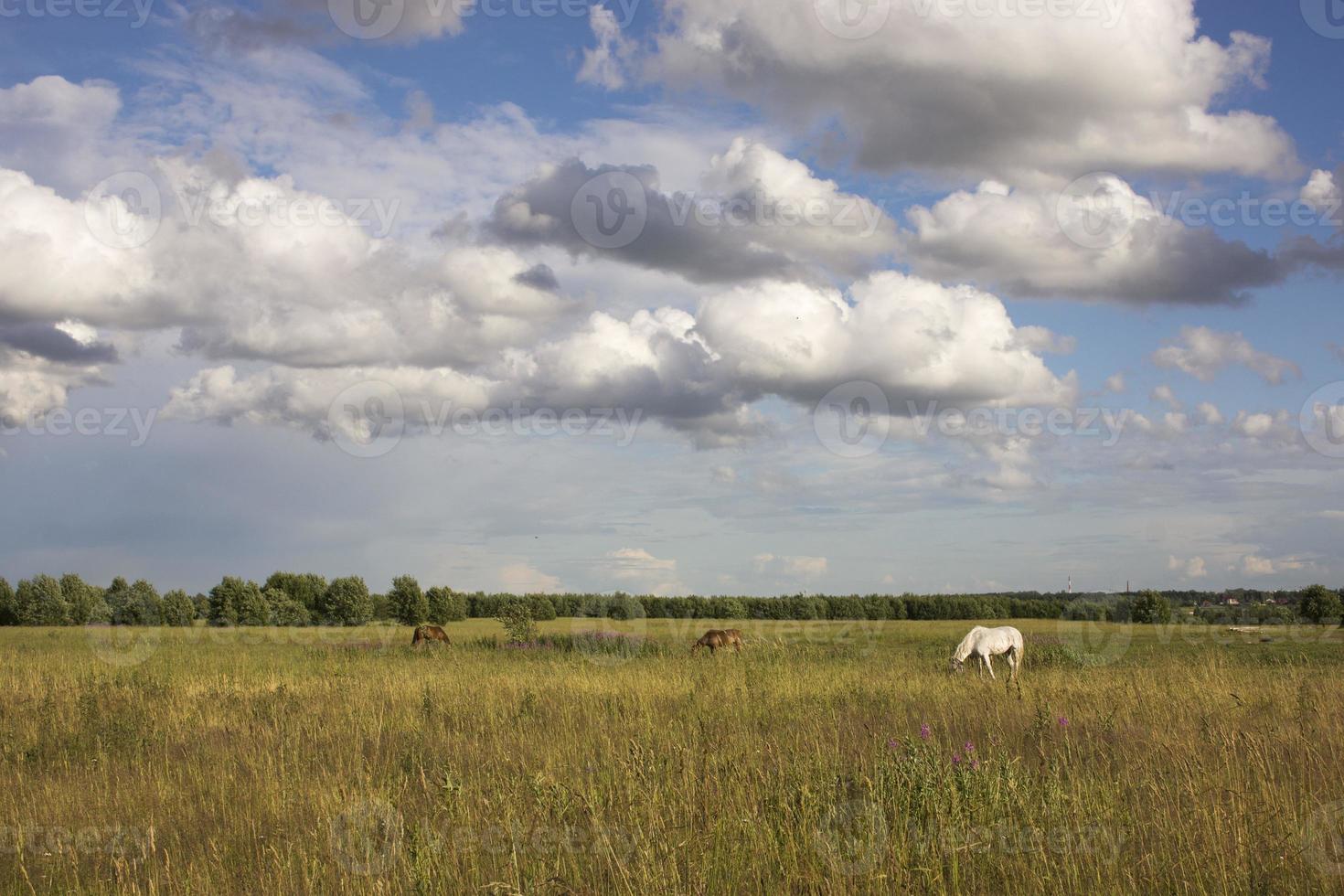 Horses at green pastures of horse farms withered grass photo