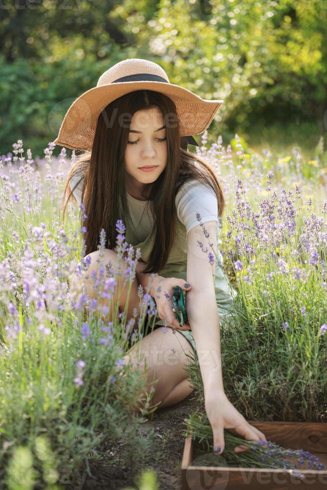 Young woman cutting bunches of lavender photo