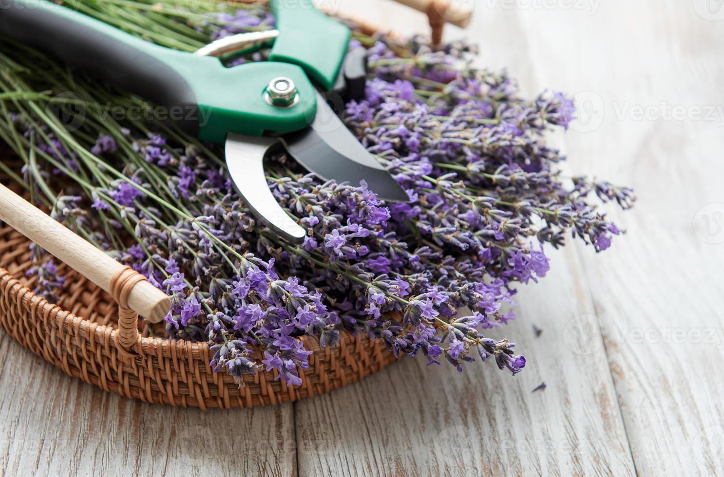 Seasonal pruning of lavender. photo