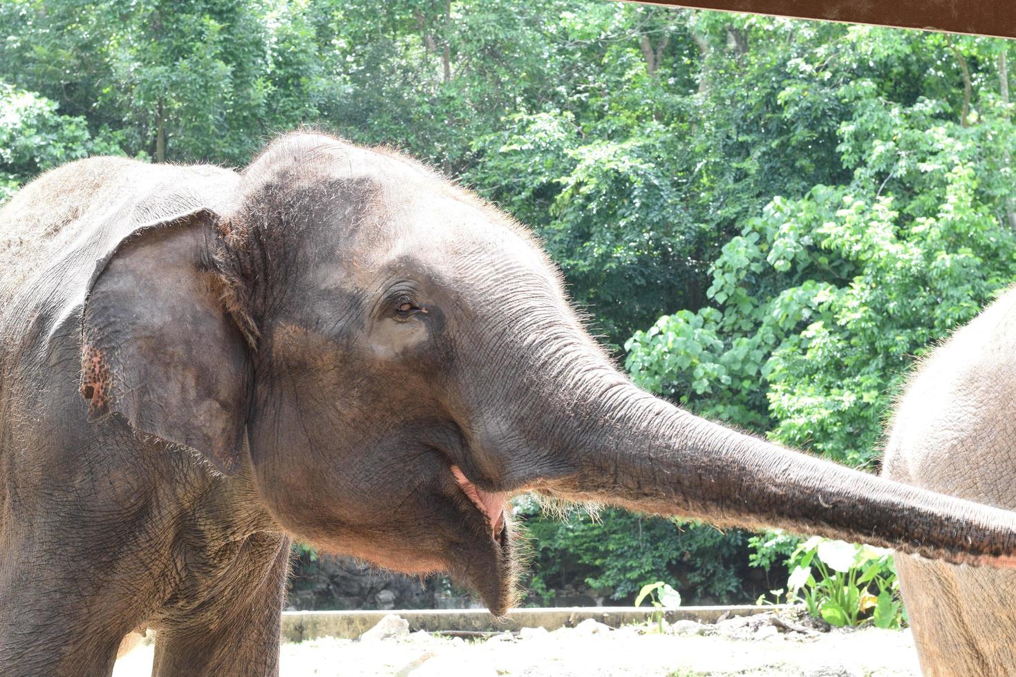 elephant at zoological park in thailand photo