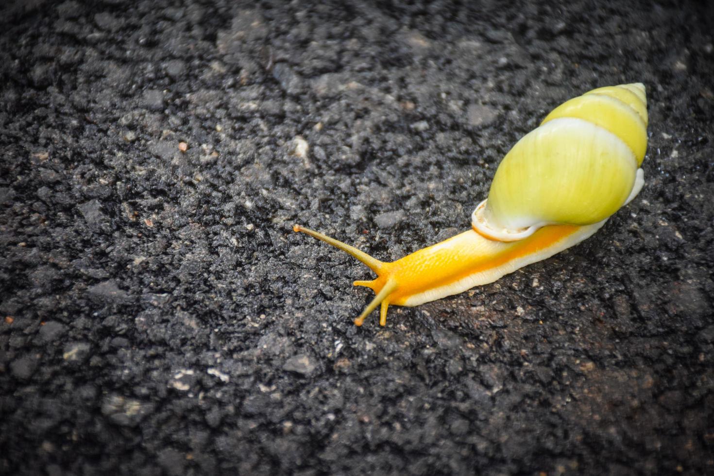 lindo caracol en el camino foto