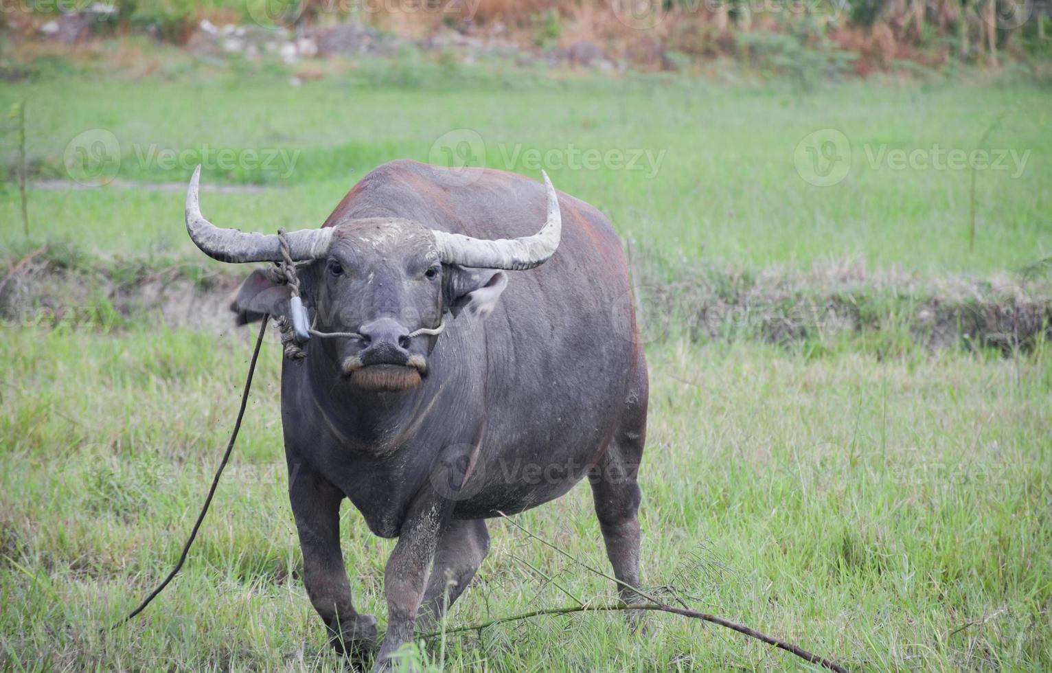 A female Thai buffalo is tied in a rope in the middle of a rice field. photo