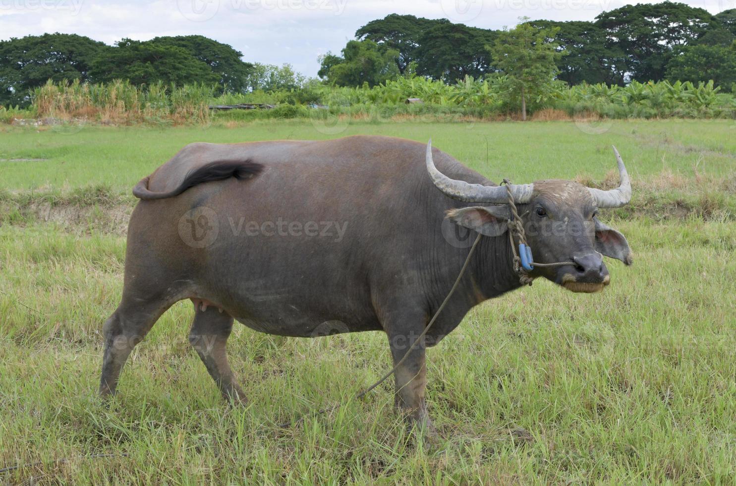 A female Thai buffalo is tied in a rope in the middle of a rice field. photo