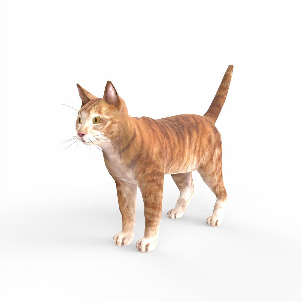 scottish fold cat 3d modelling photo