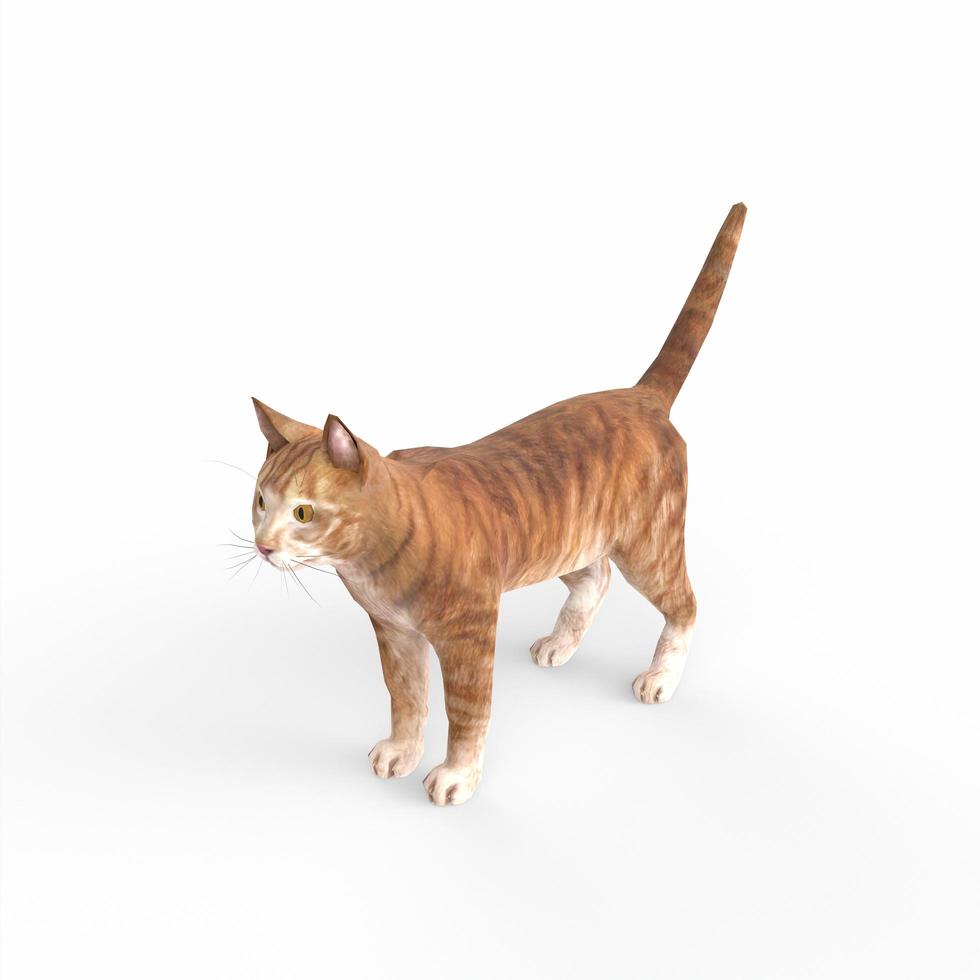 modelado 3d gato escocés fold foto