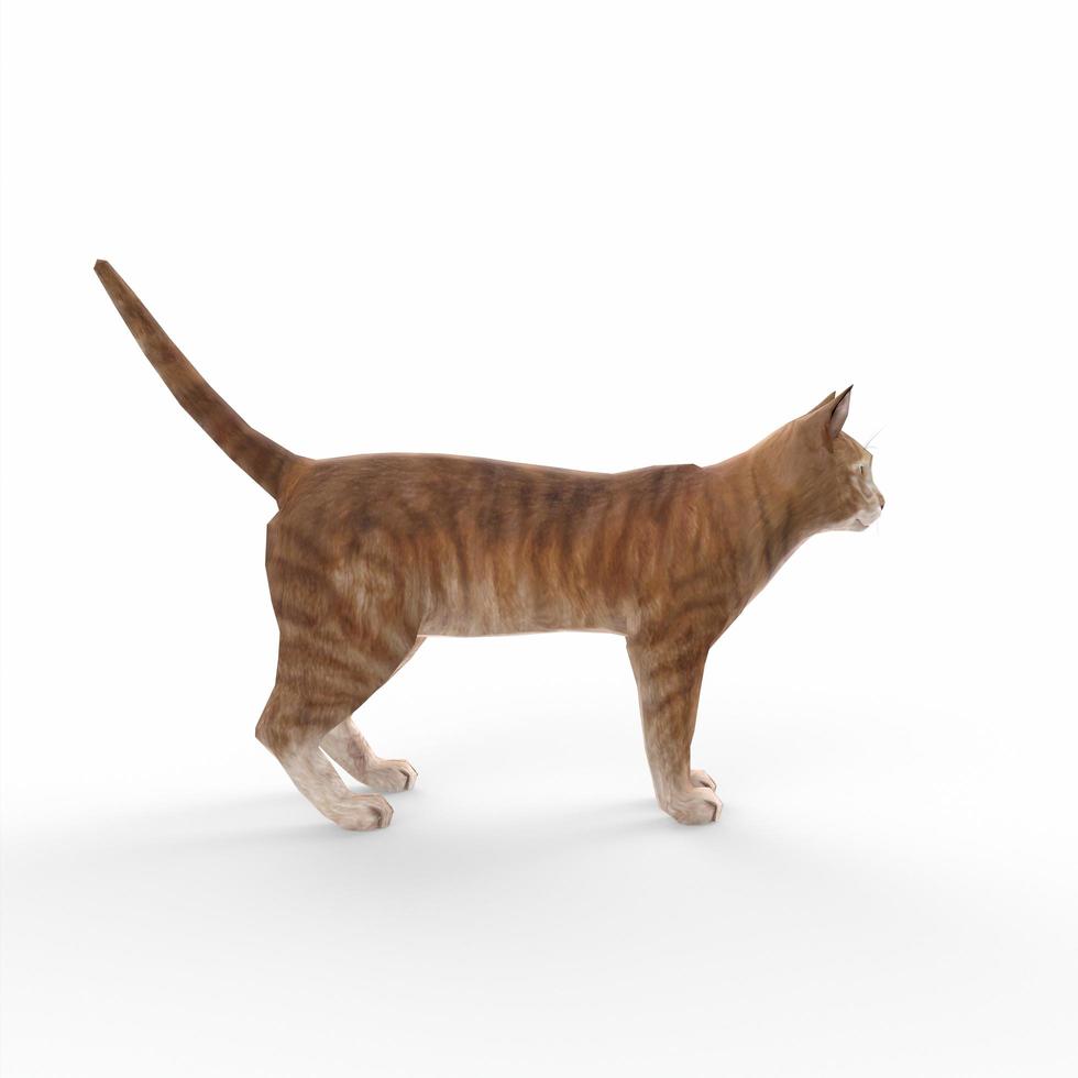 scottish fold cat 3d modelling photo