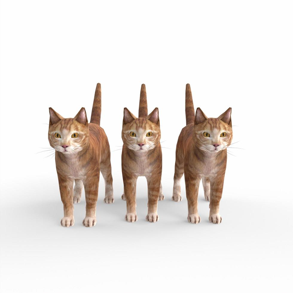 scottish fold cat 3d modelling photo