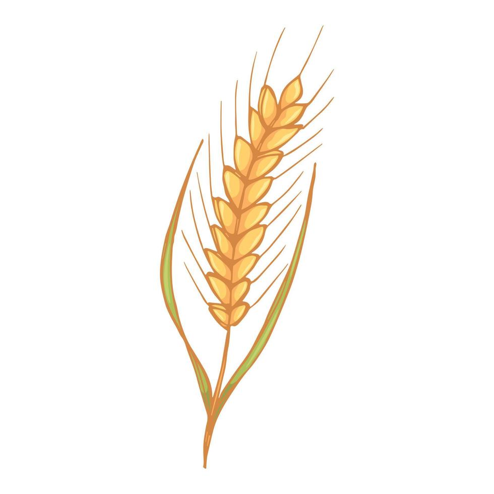 ilustración de garabato de trigo dibujado a mano vectorial. lindo clipart de cosecha. producto del mercado agrícola. vector