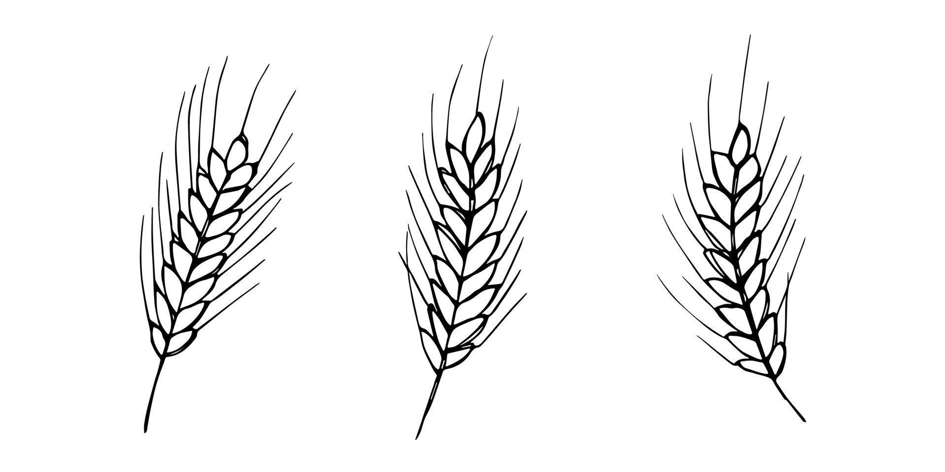 Vector hand drawn wheat doodle illustration. Cute harvest clipart. Farm market product.