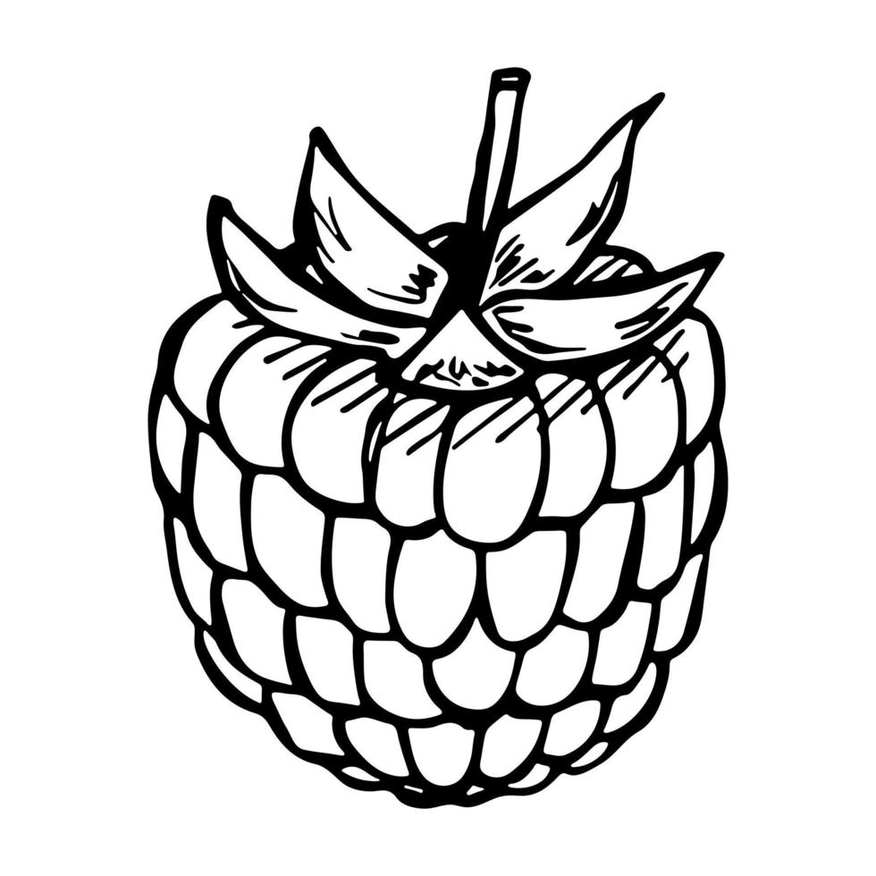 Vector raspberry or blackberry clipart. Hand drawn berry icon. Fruit illustration. For print, web, design, decor, logo.