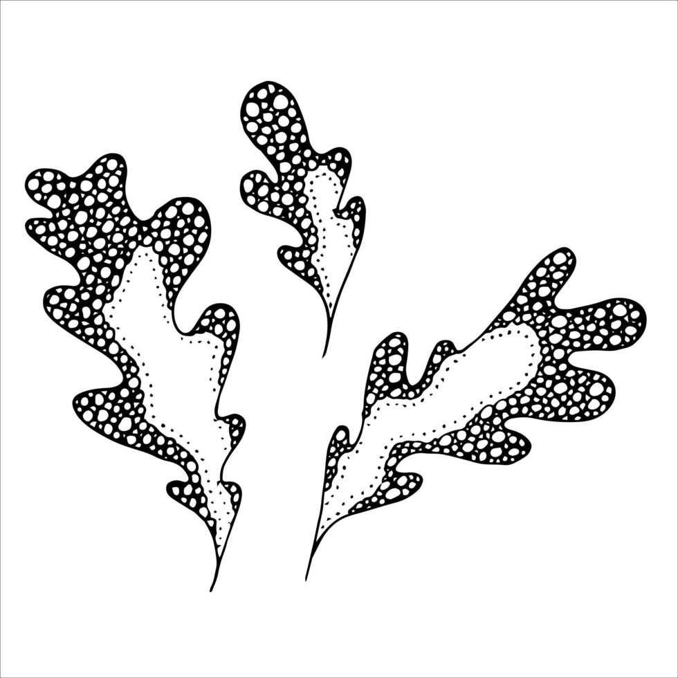 Vector hand drawn oak leaf. Autumn illustration. Detailed botanical clipart