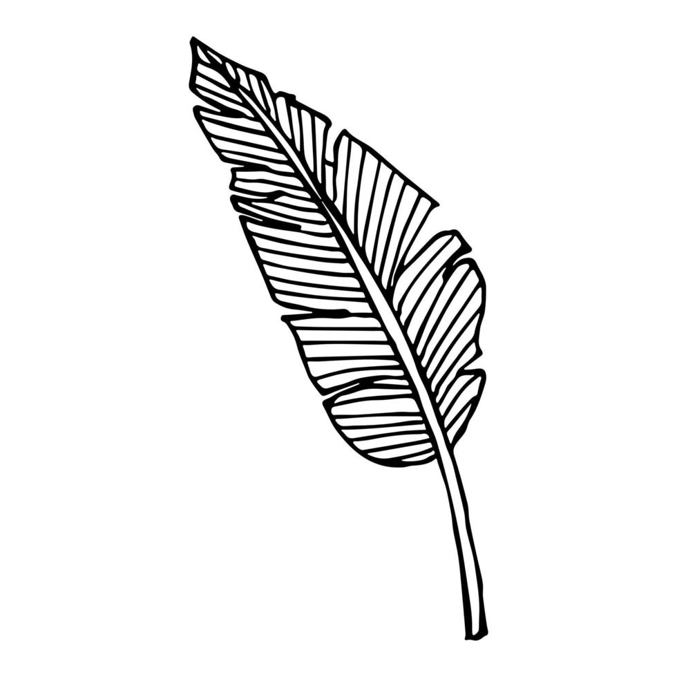 ilustración de hoja de plátano tropical simple. imágenes prediseñadas vectoriales dibujadas a mano. garabato botánico vector