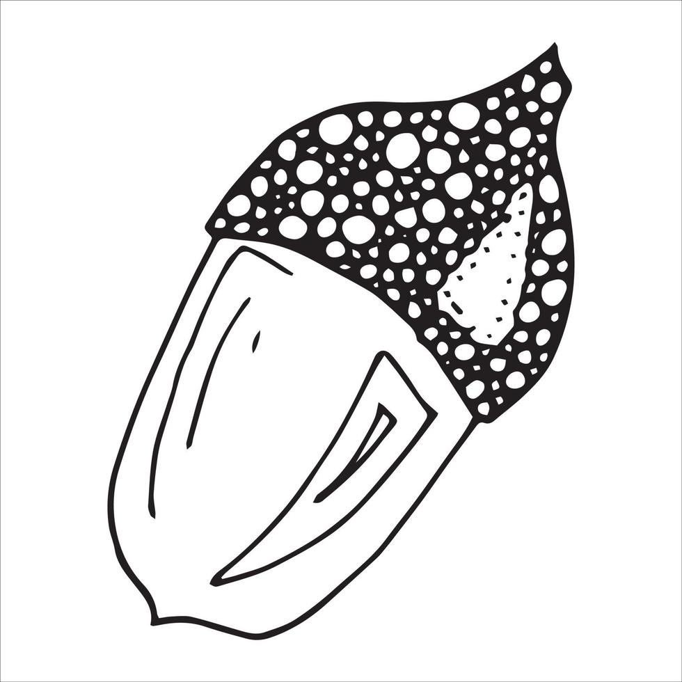 Vector hand drawn acorn illustration. Autumn botany sketch.