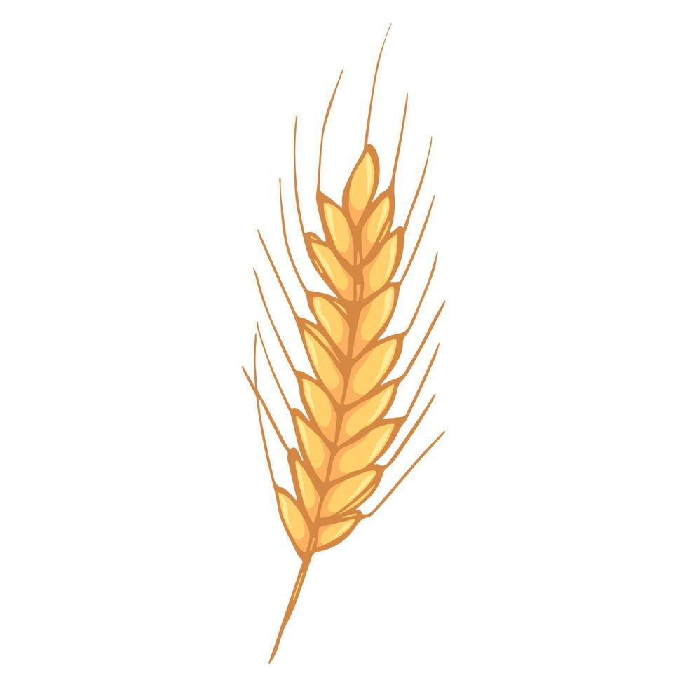 Vector hand drawn wheat doodle illustration. Cute harvest clipart. Farm market product.