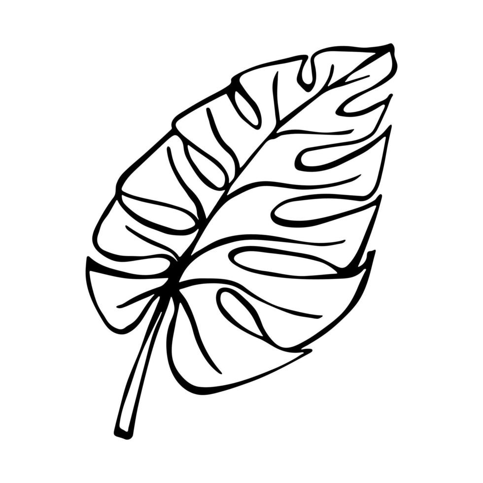 Simple tropical monstera leaf illustration. Hand drawn vector clipart. Botanical doodle