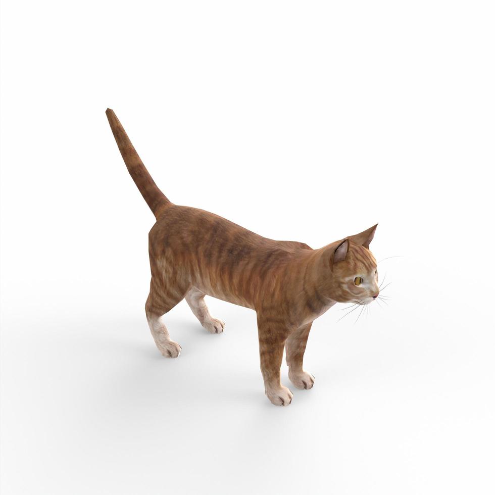 scottish fold cat 3d modelling photo