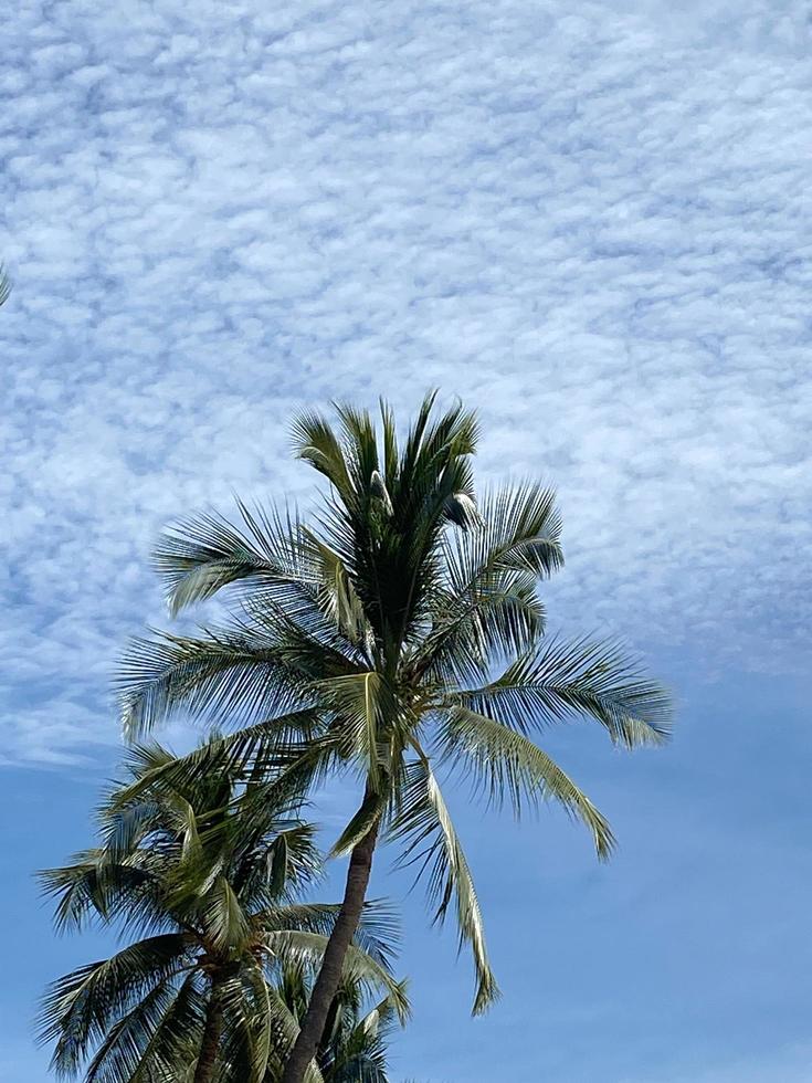 Coconut palm trees on blue sky in summer time photo