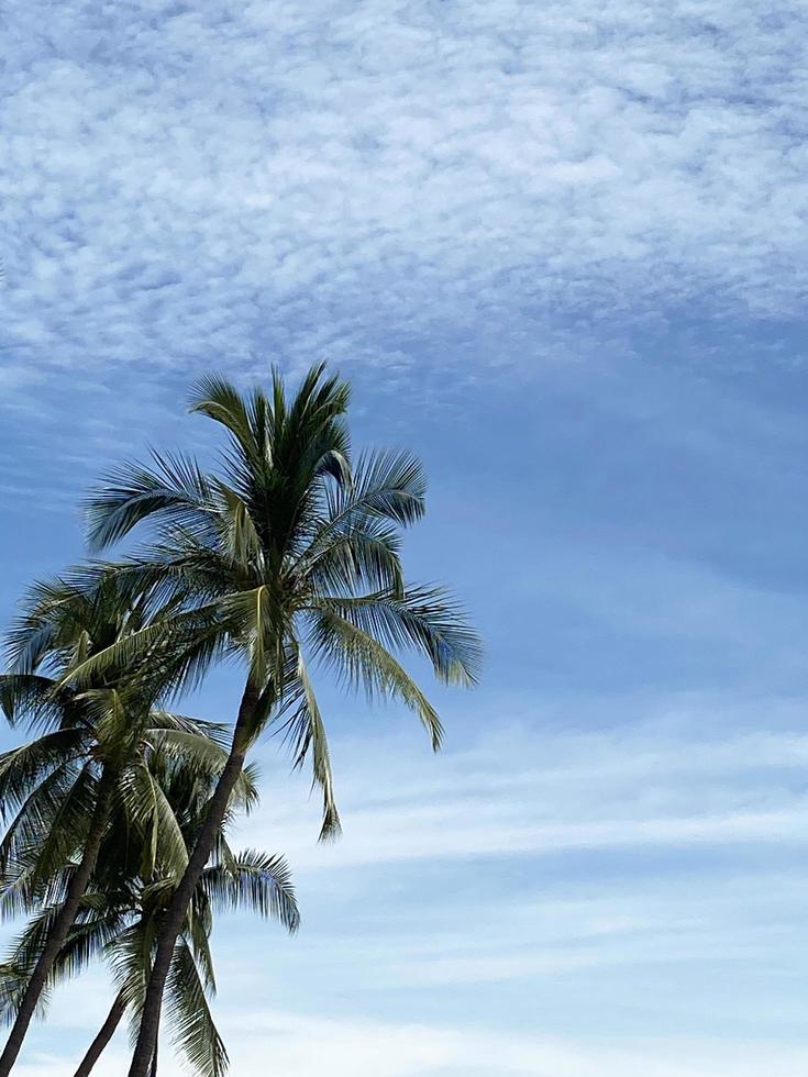 Coconut palm trees on blue sky in summer time photo