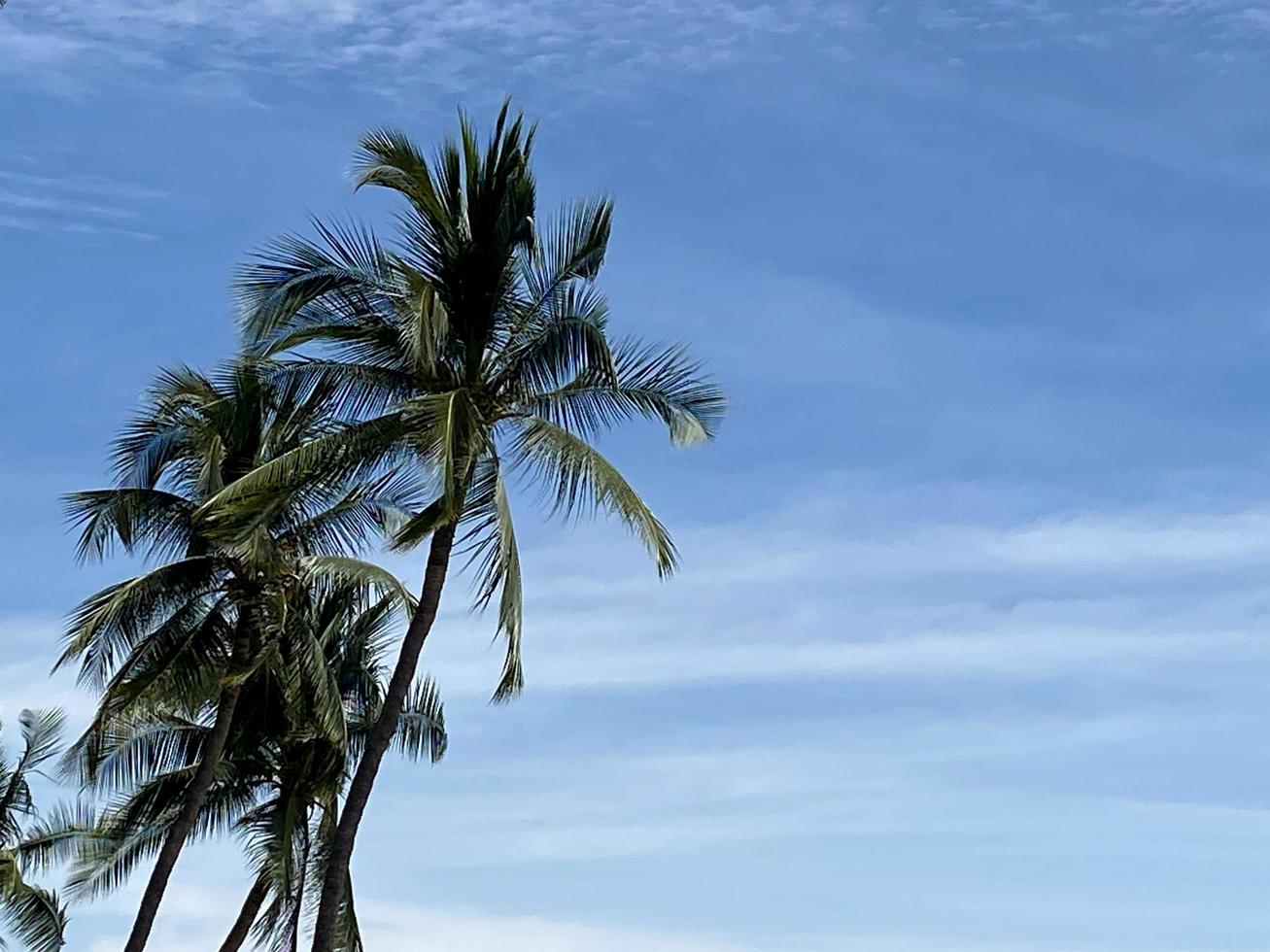 Coconut palm tress on summer sky photo