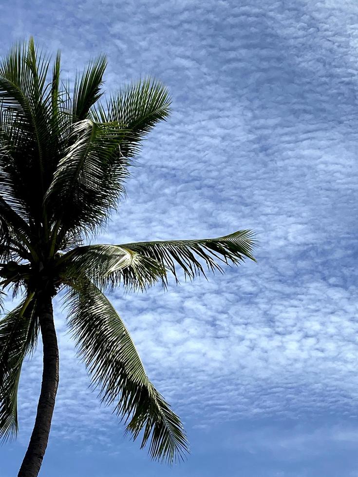 palmera en el cielo azul foto