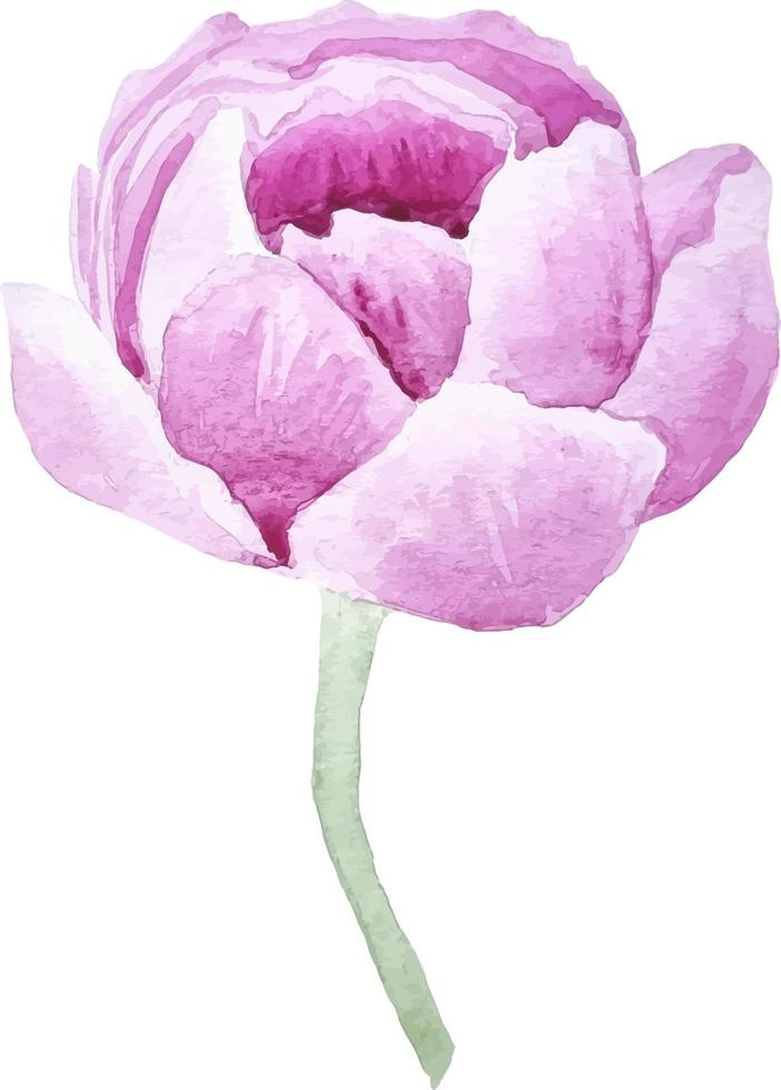 Watercolor hand drawn pink peony isolated on white vector