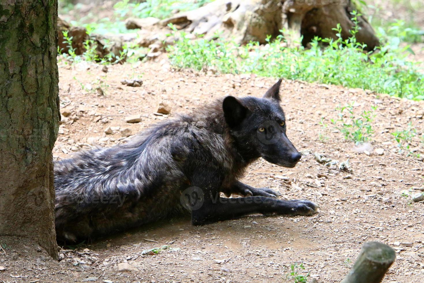 pequeño lobo negro vive en el zoológico foto