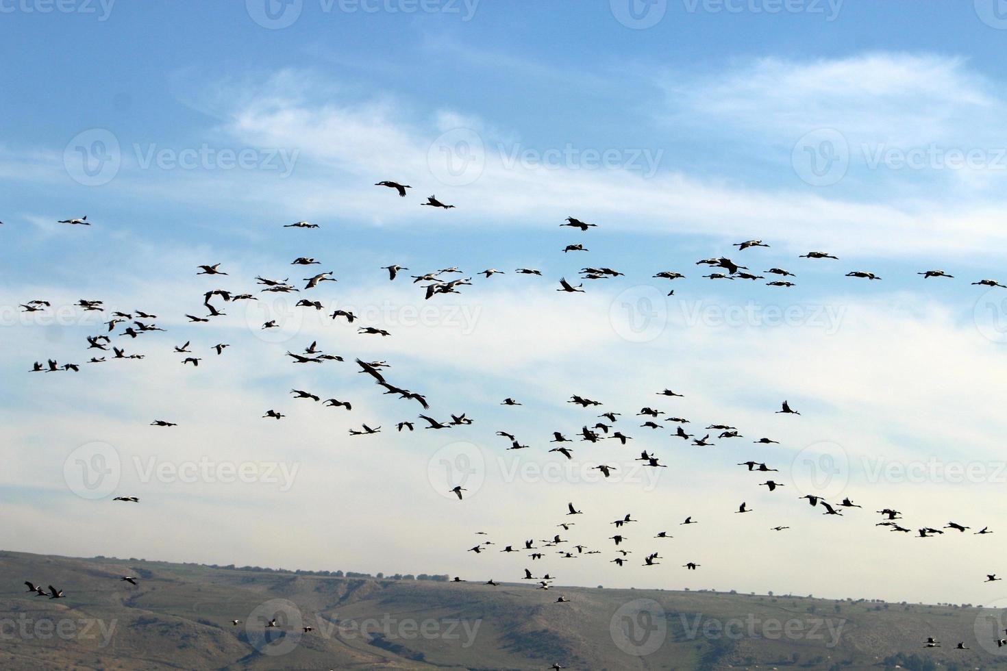 a large flock of cranes flies in the sky photo
