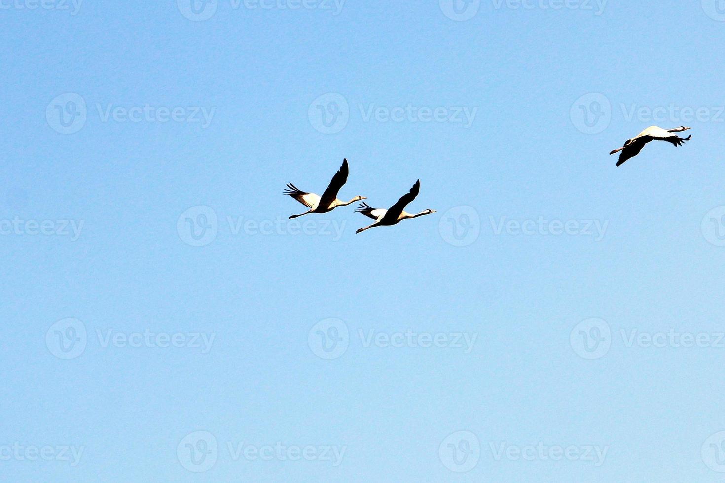 a large flock of cranes flies in the sky photo