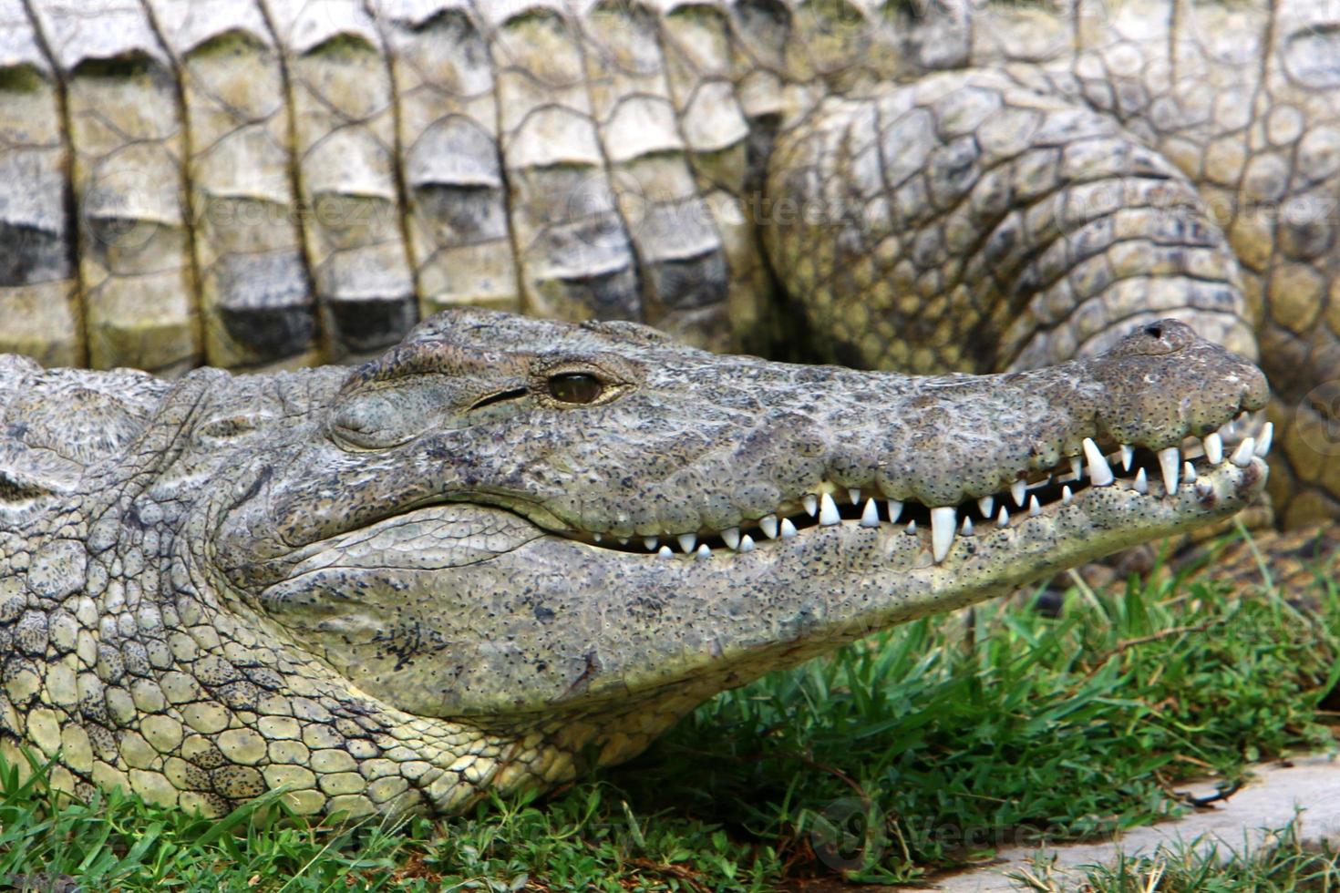 grandes cocodrilos en el hamat - reserva natural de gader en el norte de israel foto